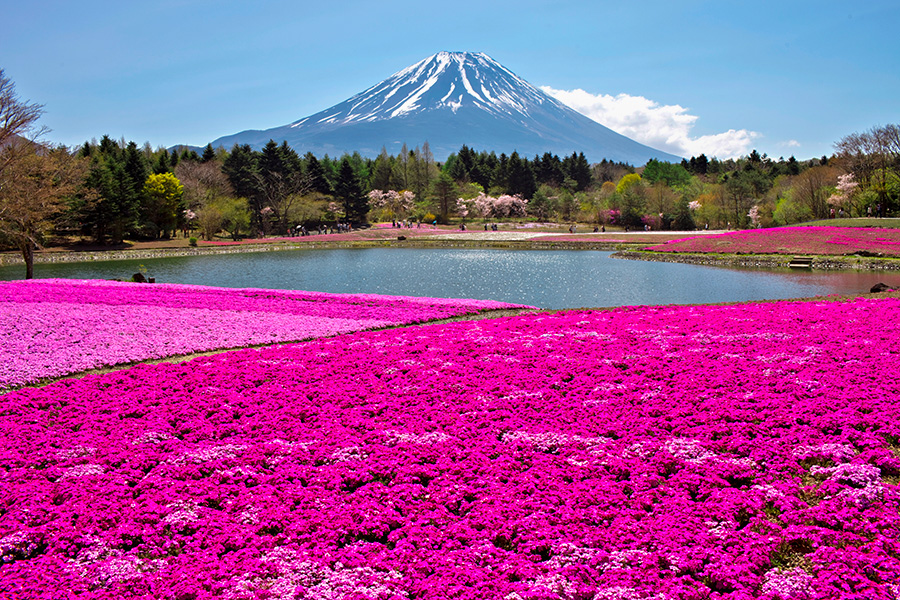 富士芝桜まつり