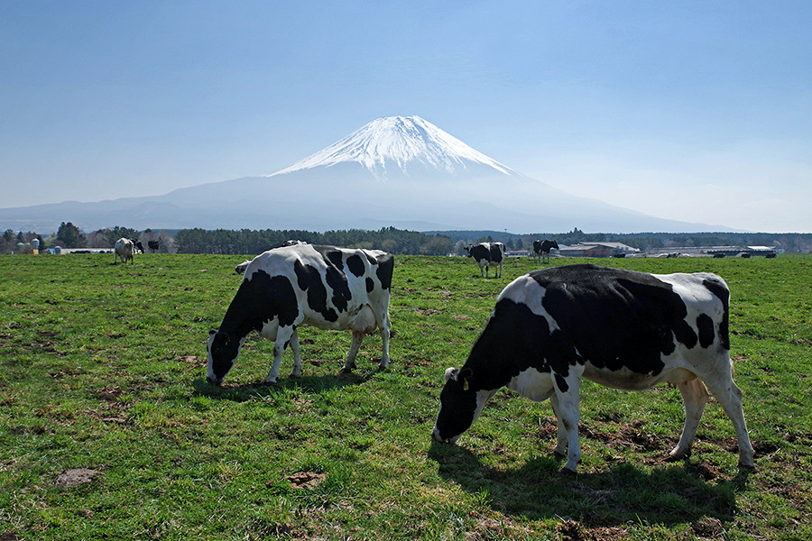 朝霧高原